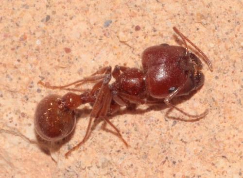 Réf. 271 508 : Messor sp.